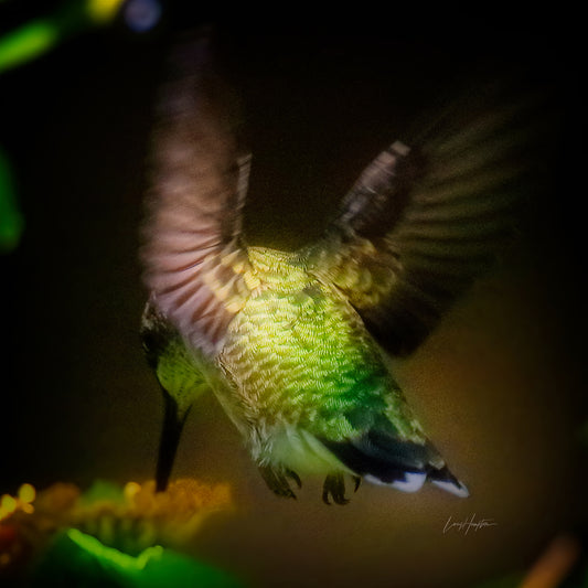Neon by LARRY HAMPTON
