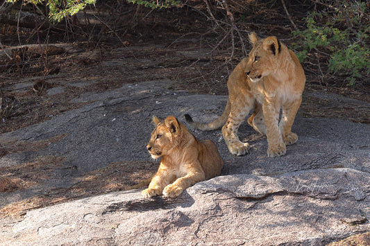 Lion Cubs