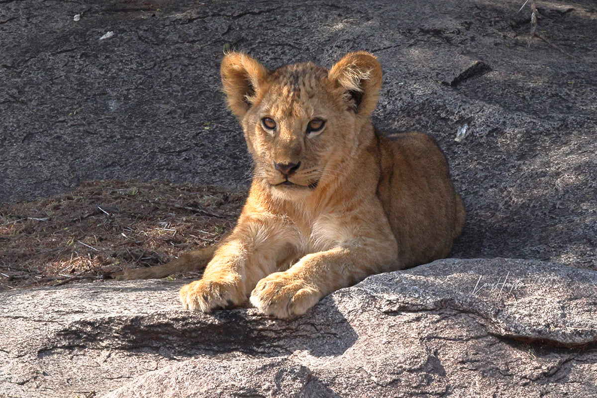 Lion Cub - Lounging Lion Cub Color Print by Larry Hampton