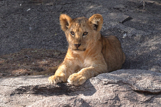 Lion Cub - Lounging Lion Cub Color Print by Larry Hampton