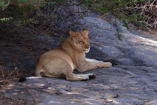 Lion Rests in the Shade by LARRY HAMPTON