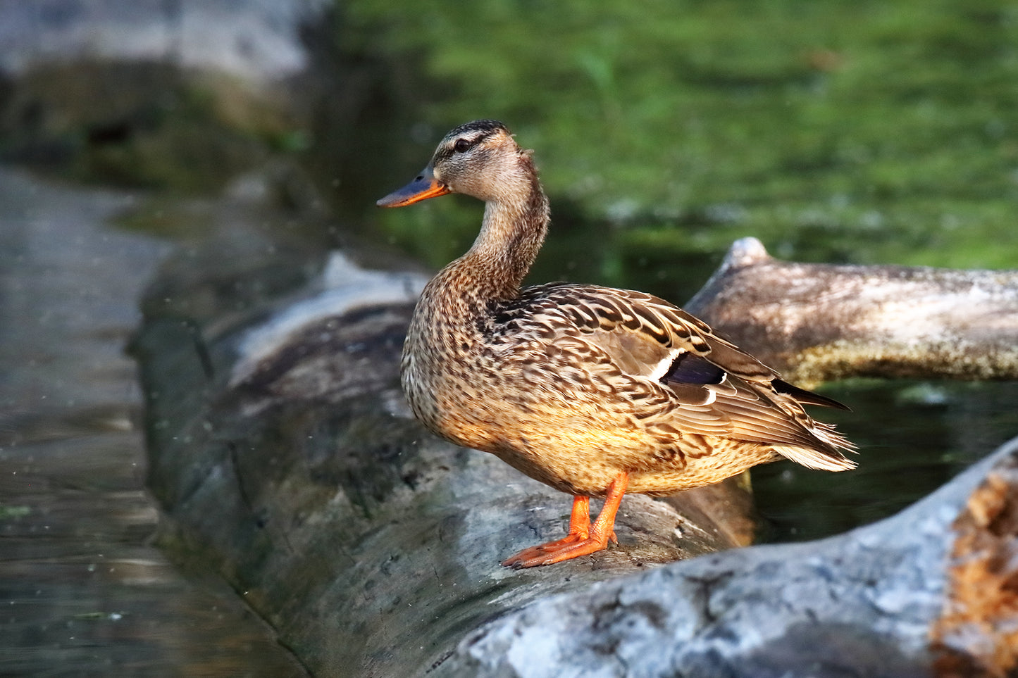 The Profile,Mottled Duck 2456 by LARRY HAMPTON