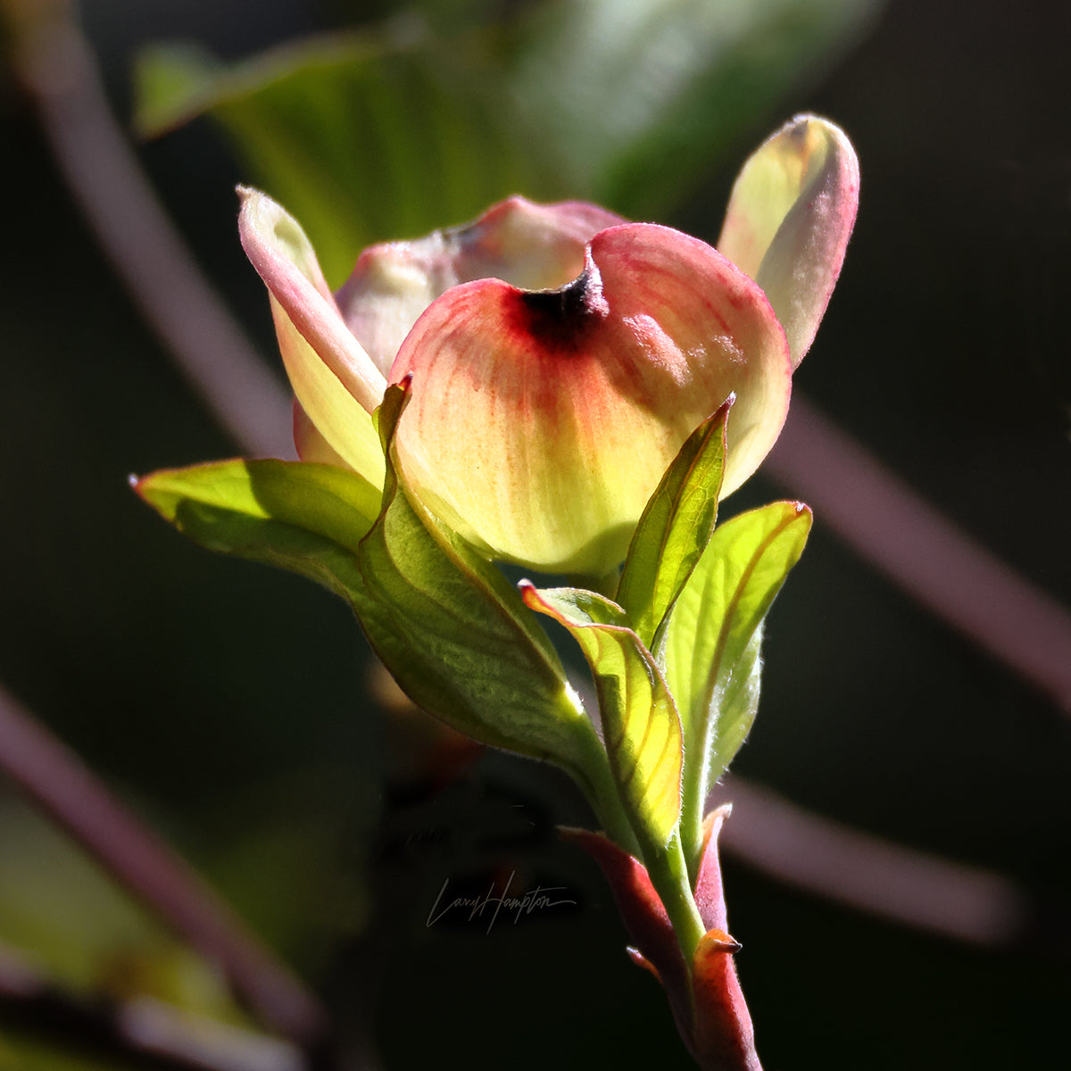 Dogwood Flower 2750