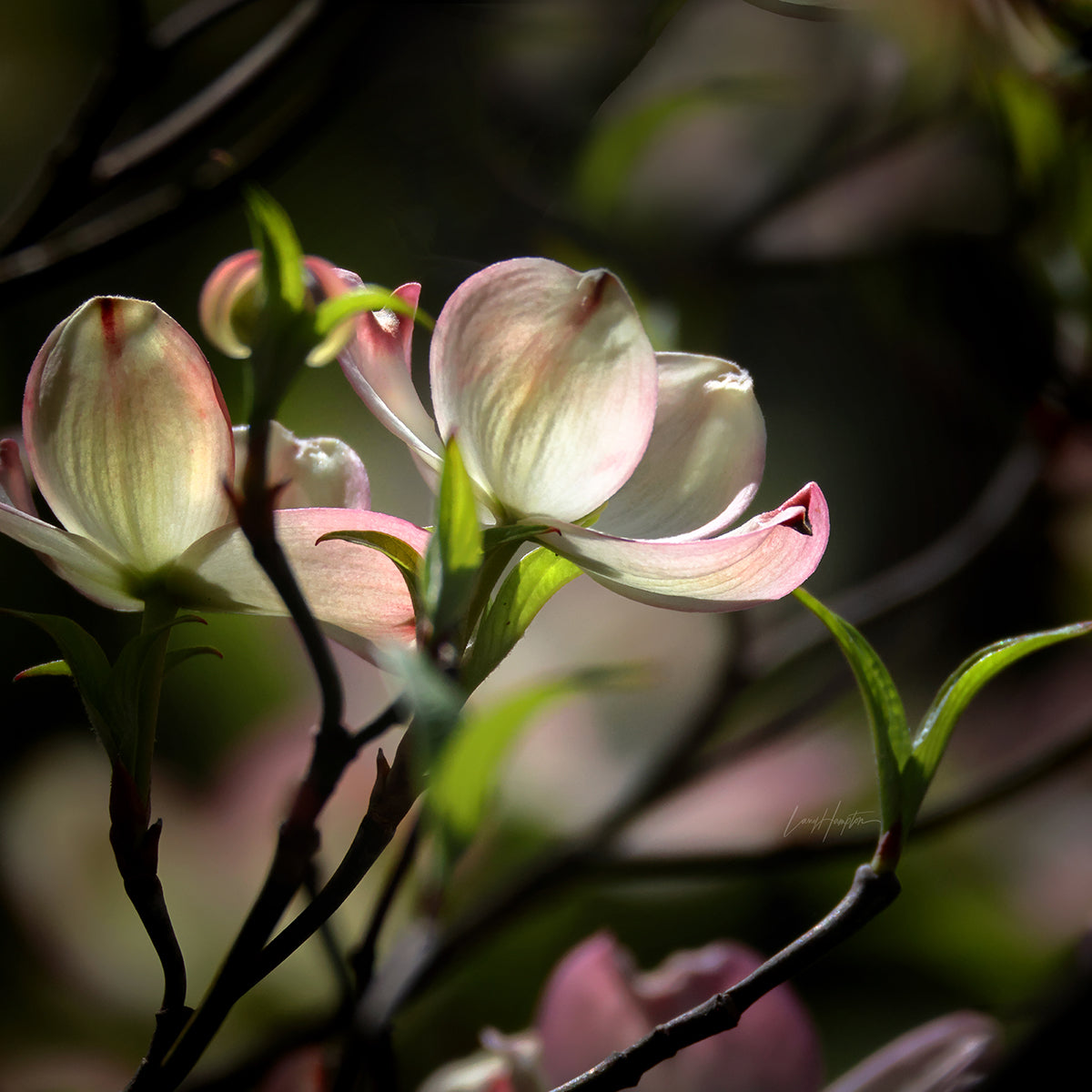 Flowering Dogwood 2820
