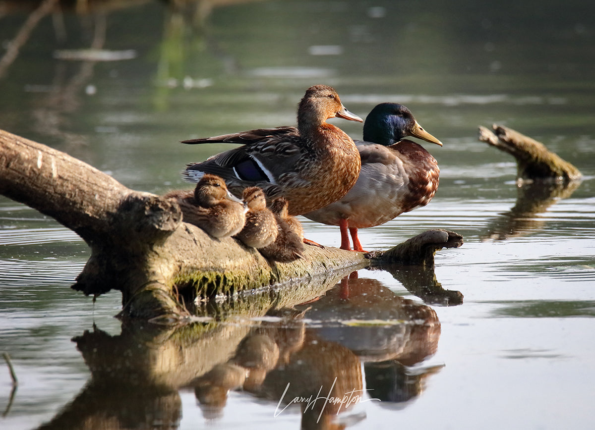 Family of Five by LARRY HAMPTON