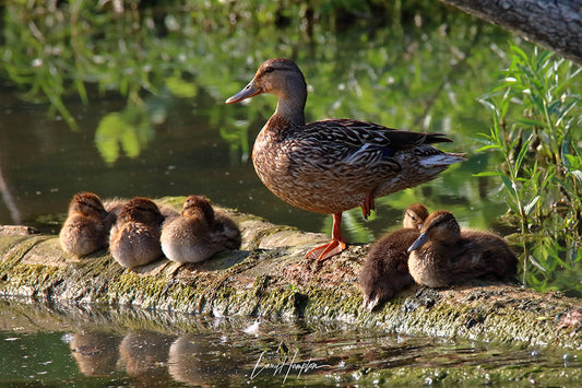 Mallard Family  by LARRY HAMPTON