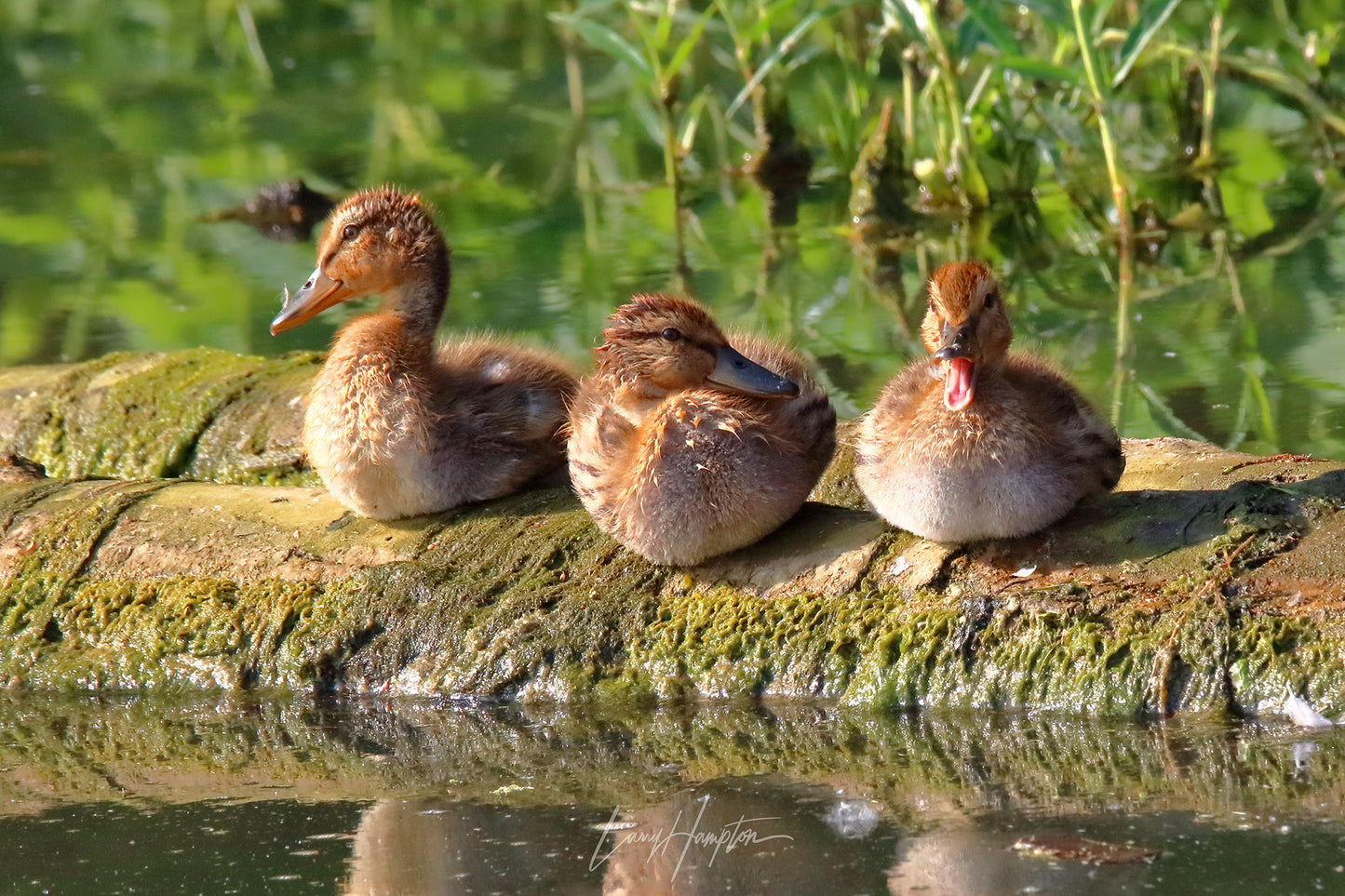 Three Little Ducks by LARRY HAMPTON