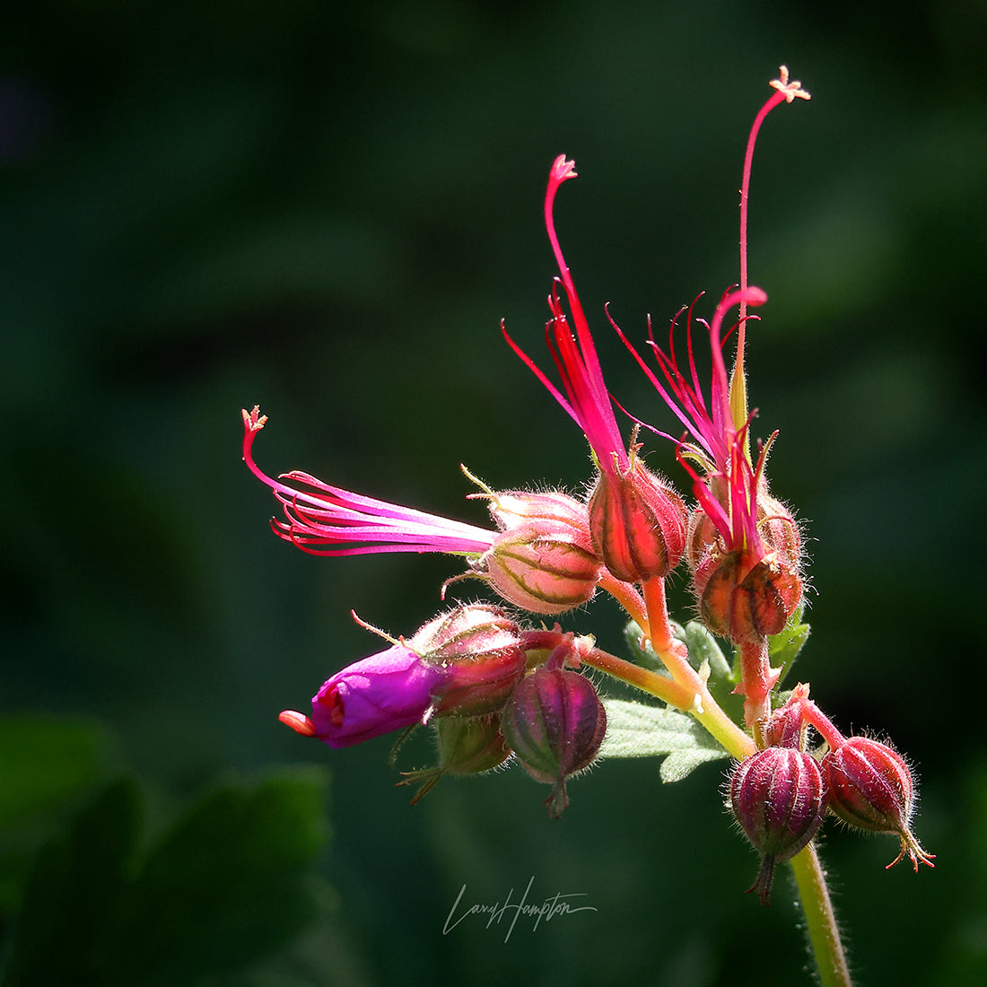 Geranium Macrorrhizum 4021