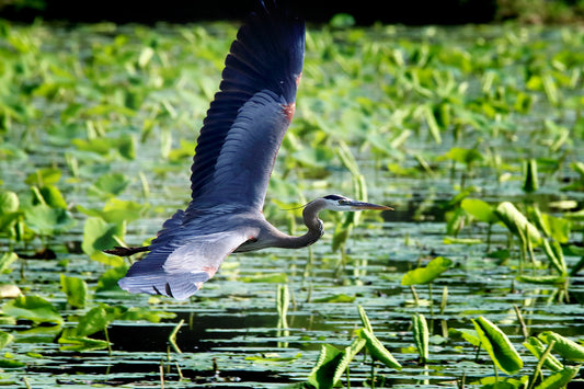 Blue Flight, 4034 by LARRY HAMPTON