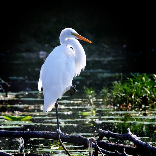 Glowing White Egret 4086 by LARRY HAMPTON