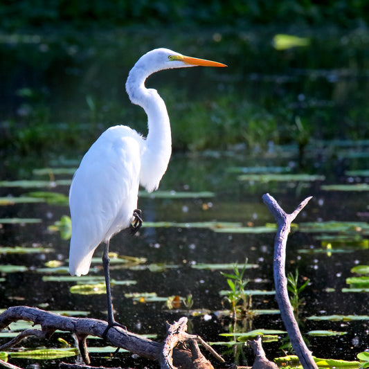 Bright White, Egret 4109 by LARRY HAMPTON