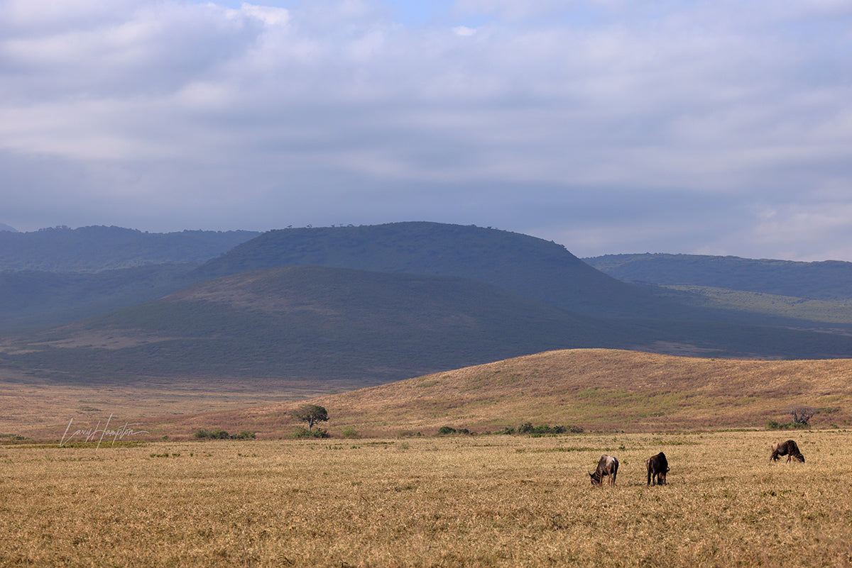 Ngorongoro Crater Floor