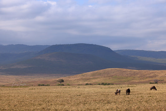 Ngorongoro Crater Floor