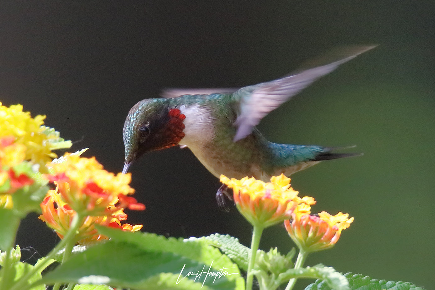 Ruby-throated hummingbird by LARRY HAMPTON