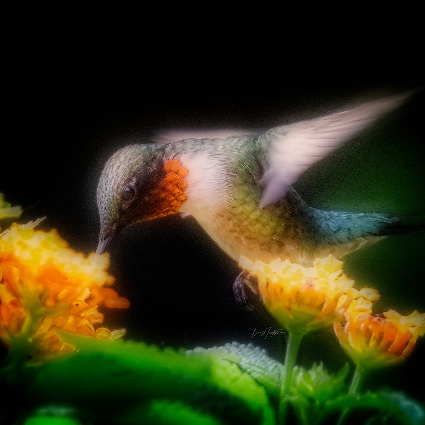 Ruby-throated by LARRY HAMPTON