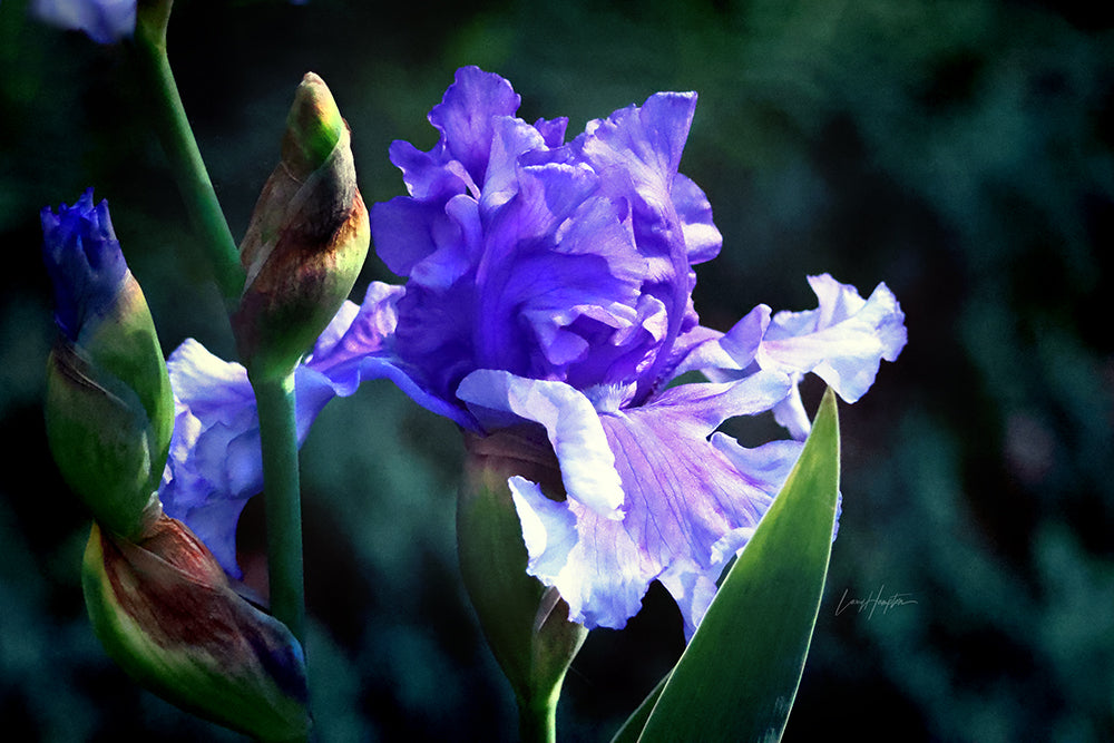 Iris Flower 5951