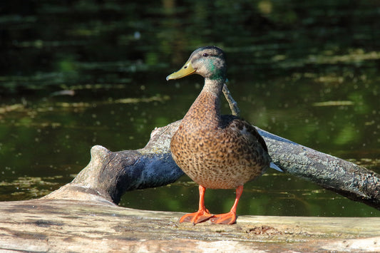 Mallard Duck 6435 by LARRY HAMPTON