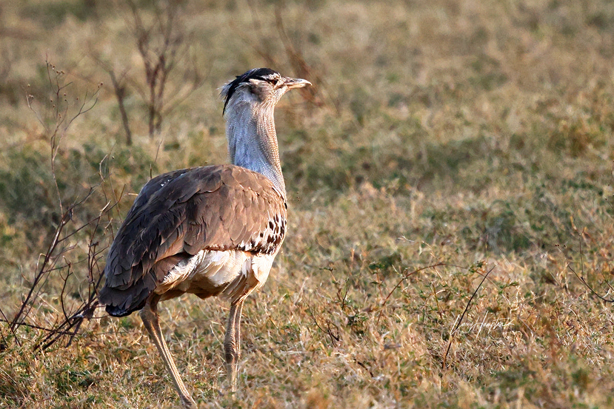 Kori Bustard