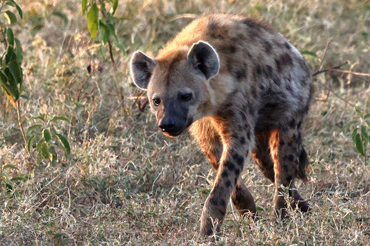 Lone Spotted Hyena