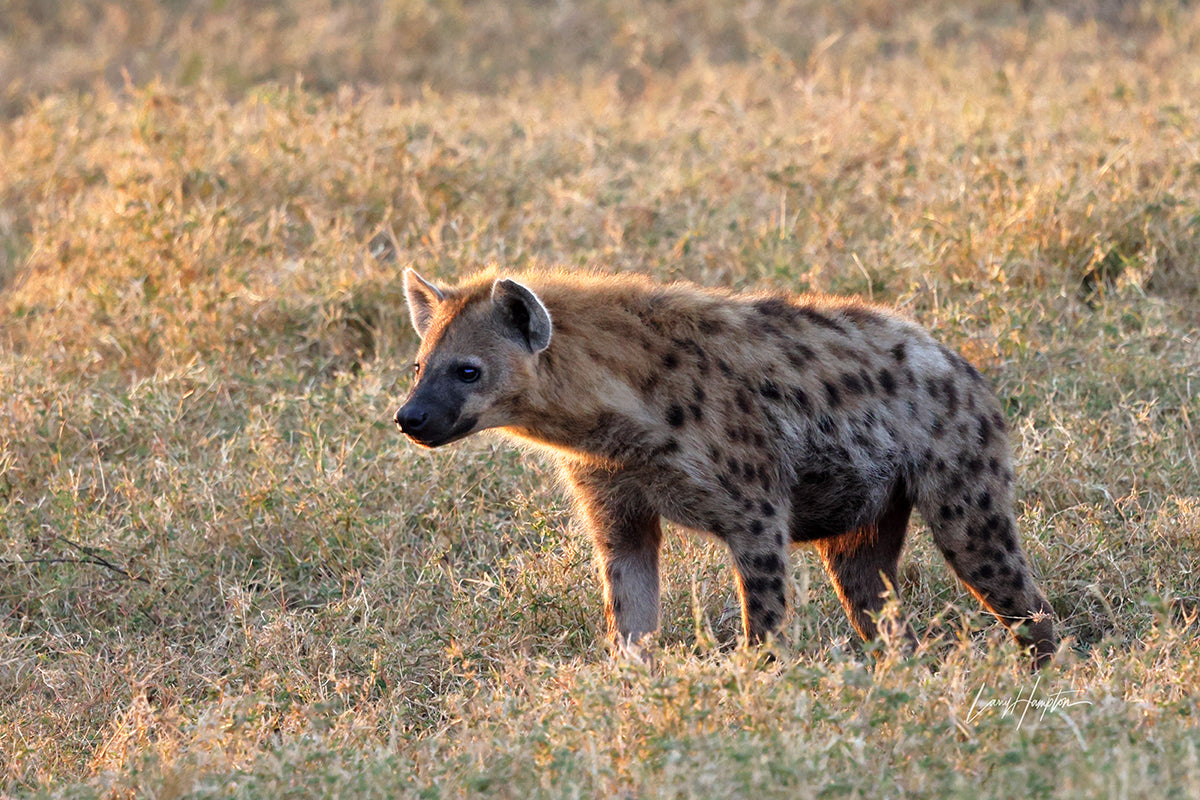 Spotted Hyena