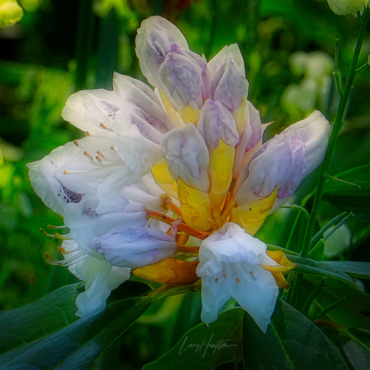 In The Beginning  by LARRY HAMPTON