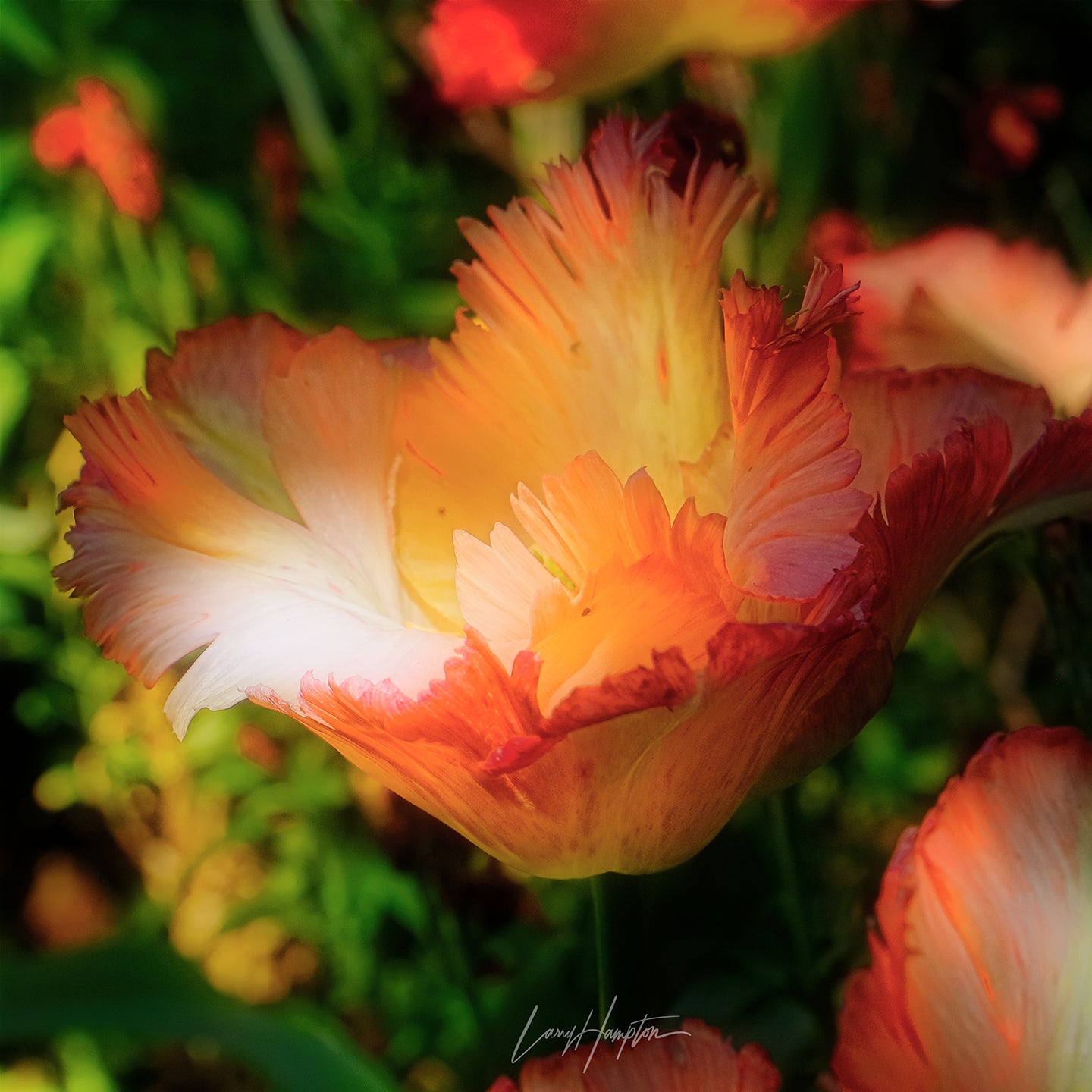 Bright Bloomt by LARRY HAMPTON