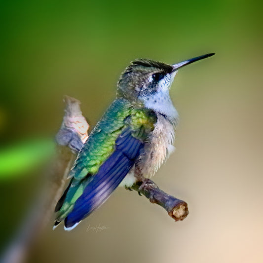 Fluffie by LARRY HAMPTON