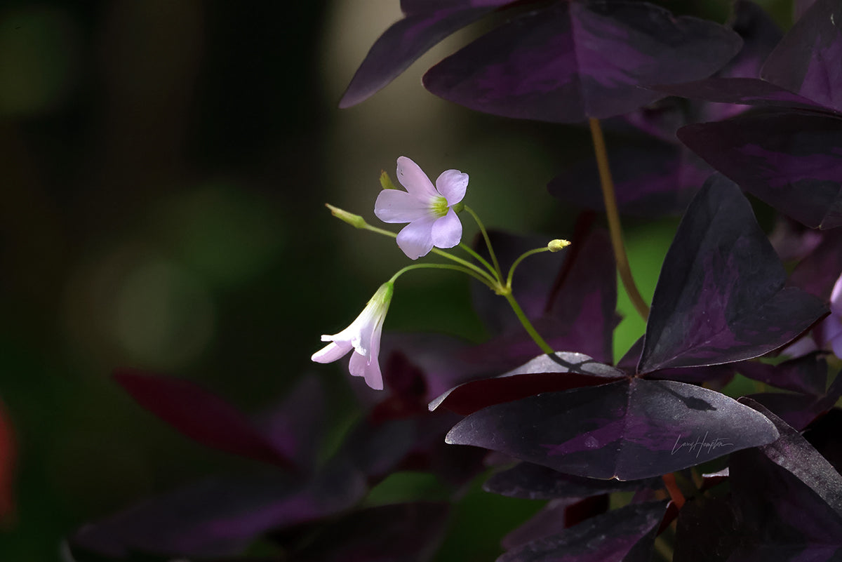 Oxalis Flower 8903
