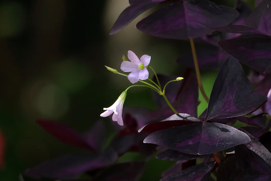 Oxalis Flower 8903