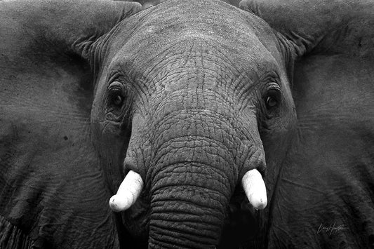 Savannah Giant- Black and white print of an Elephant in the Serengeti
