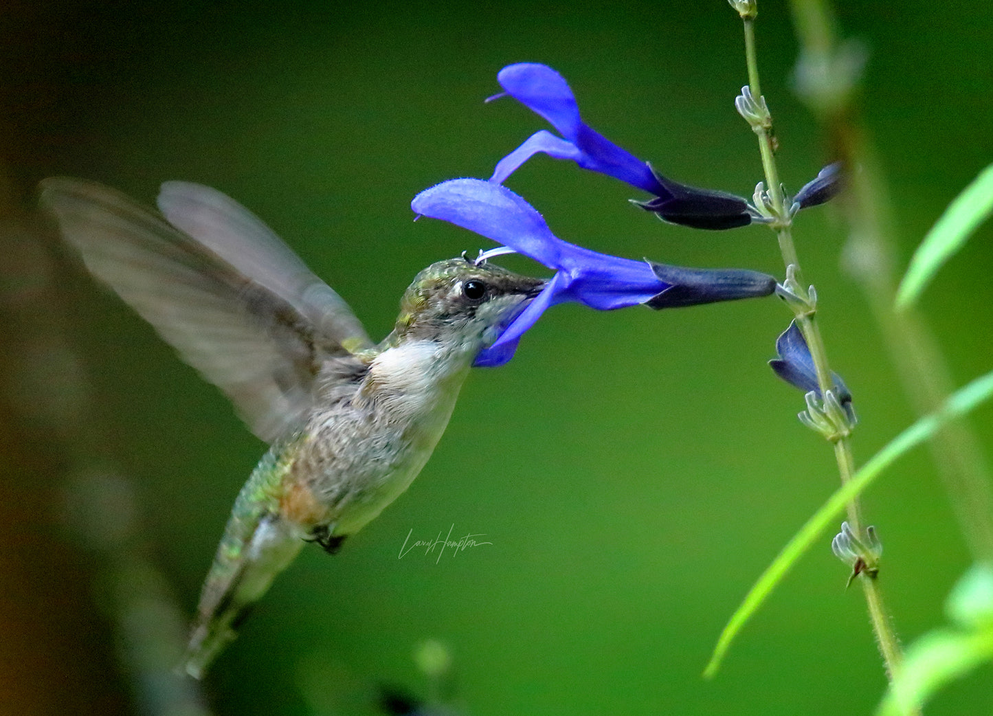 Deep Dive - Fine Art Color Wildlife Print of a Hummingbird