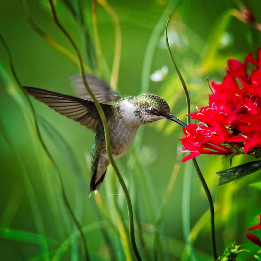 Habitat by LARRY HAMPTON