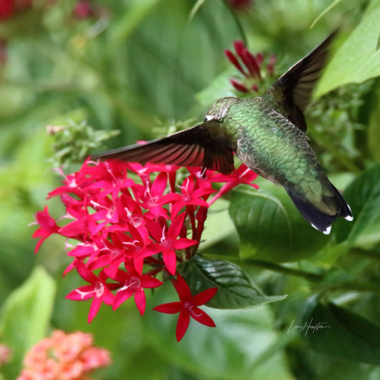Seeing Red by LARRY HAMPTON