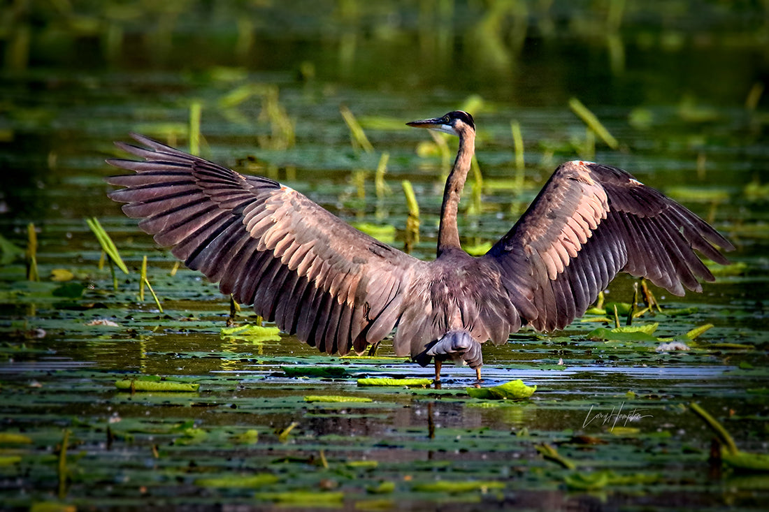 Great Blue Heron 3301 by LARRY HAMPTON