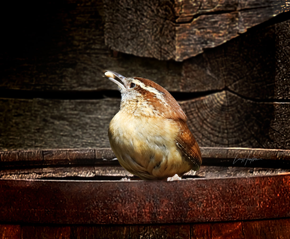 Carolina Wren 1385 by LARRY HAMPTON