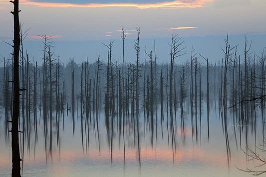 Cypress Ghost 7905 by LARRY HAMPTON