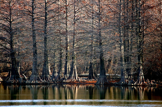 Cypress Grove 8487 by LARRY HAMPTON