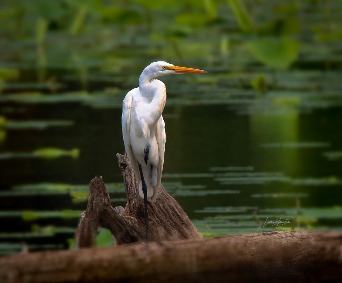 The Great Egret 4605 by LARRY HAMPTON