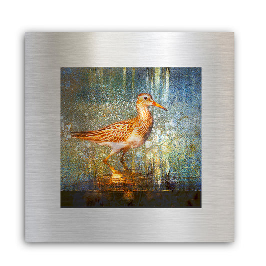 Greater Yellowlegs - Fine Art Abstract Metal Print