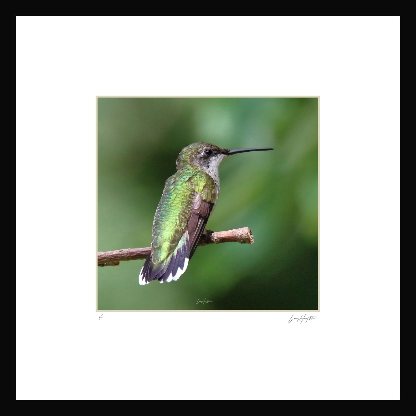 Humdinger by LARRY HAMPTON