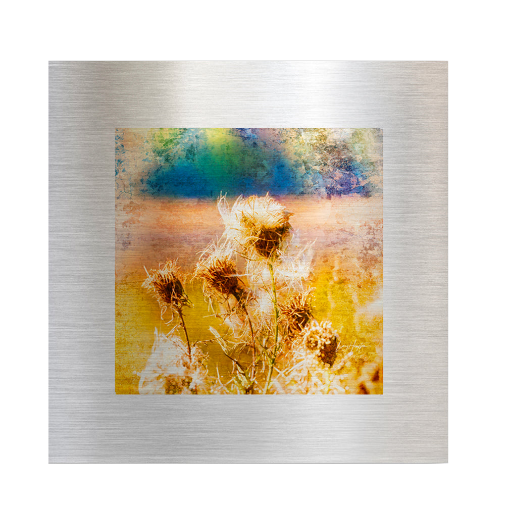 Metal Pods - Fine Art Abstract Metal Print