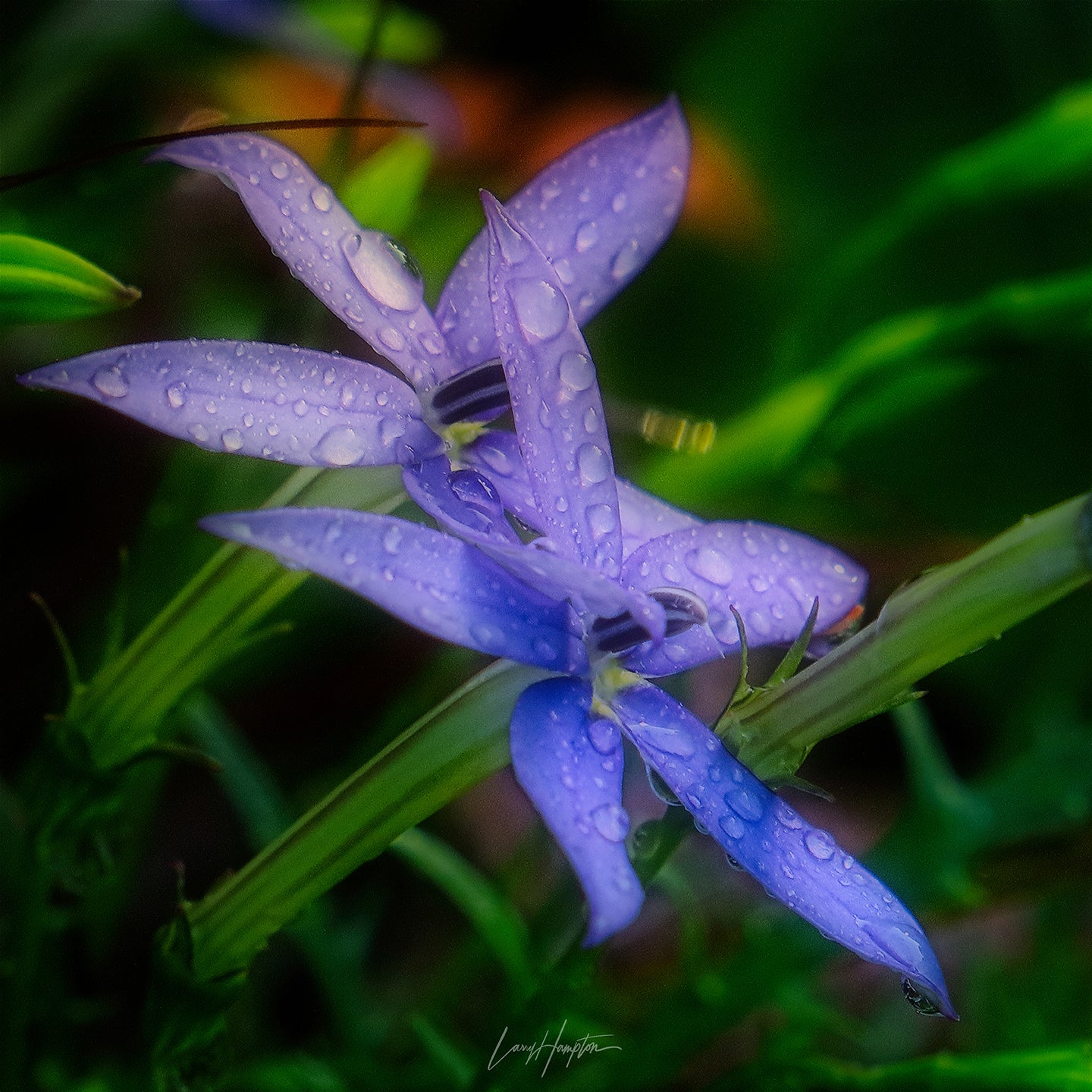 My Stars by LARRY HAMPTON