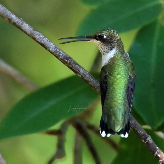 Green on Green by LARRY HAMPTON