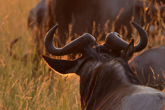 Wildebeest Horns of Resilience - Stunning Wildlife Photography Print
