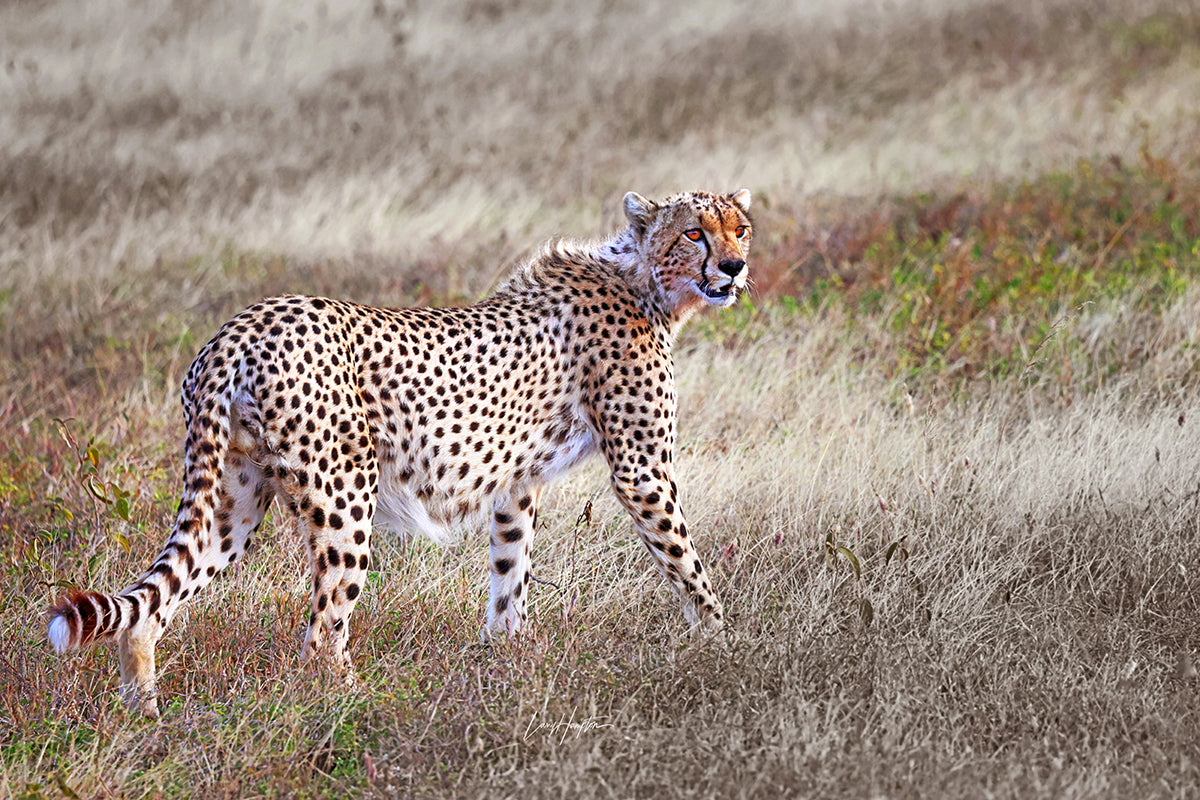 Ghostly Apparition - Fine Art Color Print of a Cheetah in the Serengeti