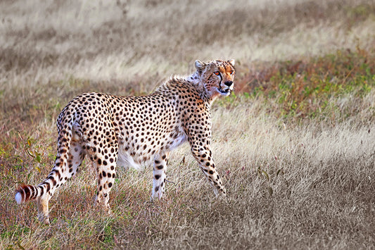 Ghostly Apparition - Fine Art Color Print of a Cheetah in the Serengeti