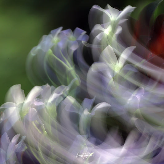 Dance of the Flowers - ICM photo print of flowers blended in mesmerizing harmony.