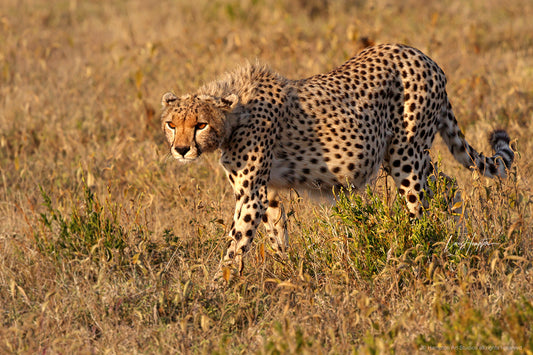 Magnificent Mother Cheetah - Cheetah Fine Art Photography Print by Larry Hampton