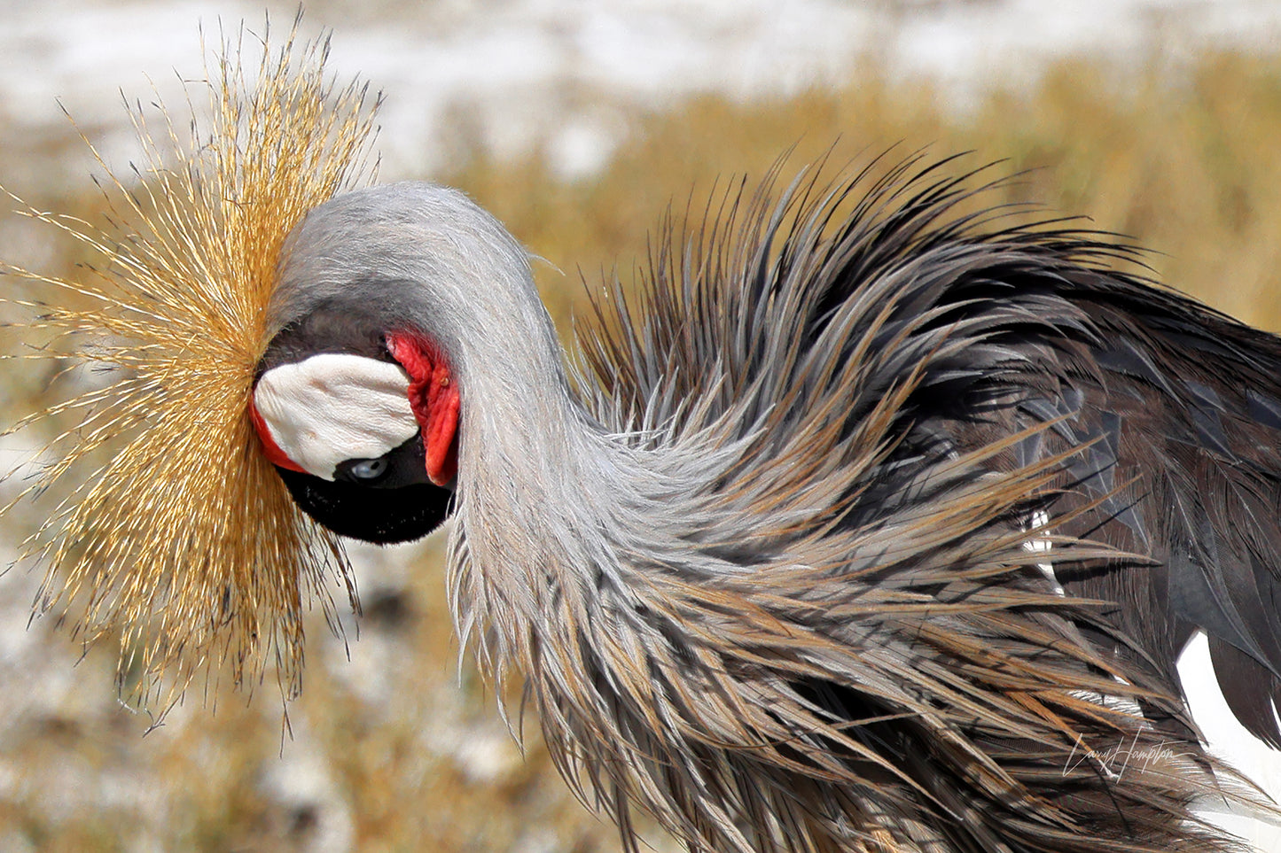 In a Twist - Golden Crowned Crane Fine Art Wildlife Print
