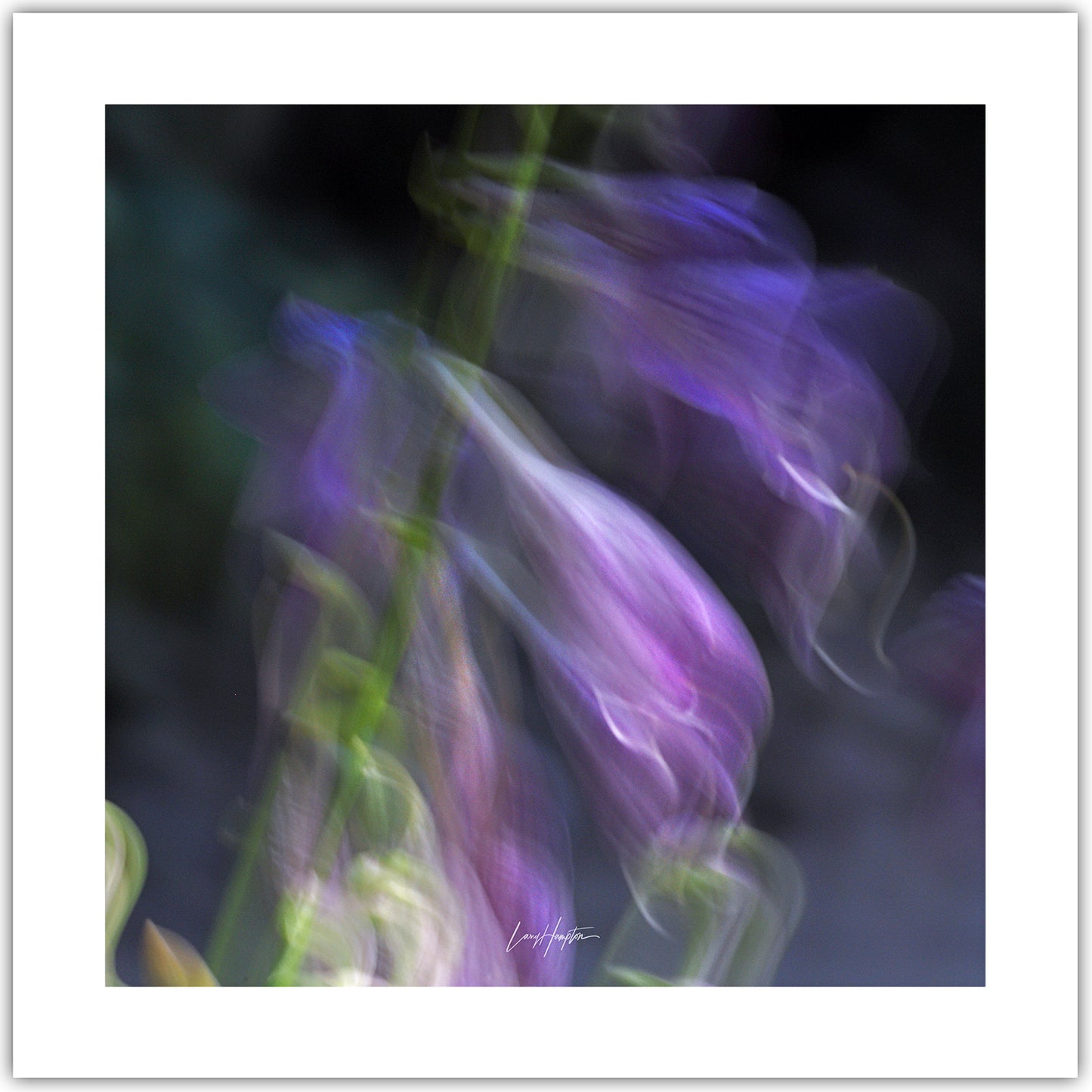 Whispering Blooms - ICM photo print of subtle tones and colors of hosta flowers.
